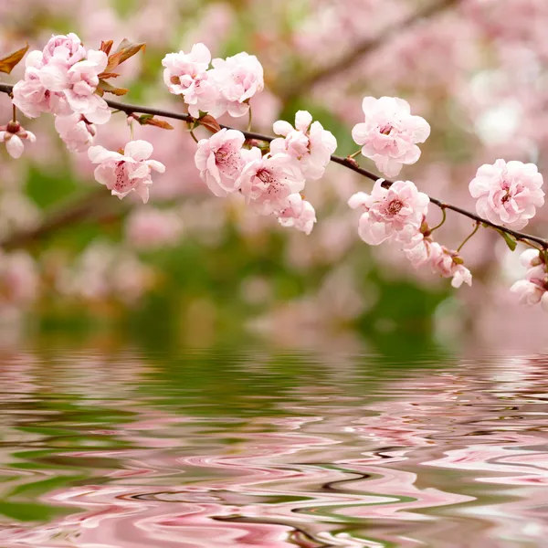 Jarní květiny odráží ve vodě — Stock fotografie