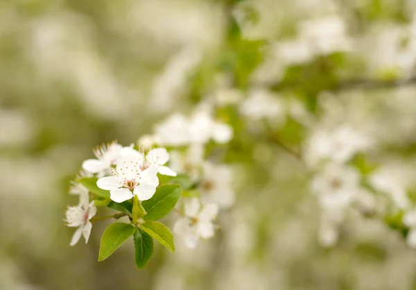 Vår vita blommor — Stockfoto