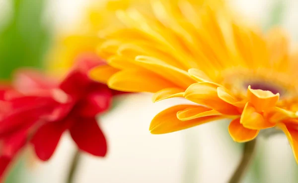 黄色のデイジー ガーベラのクローズ アップ写真 — ストック写真