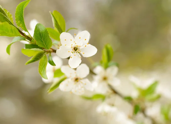 白い春の花 — ストック写真