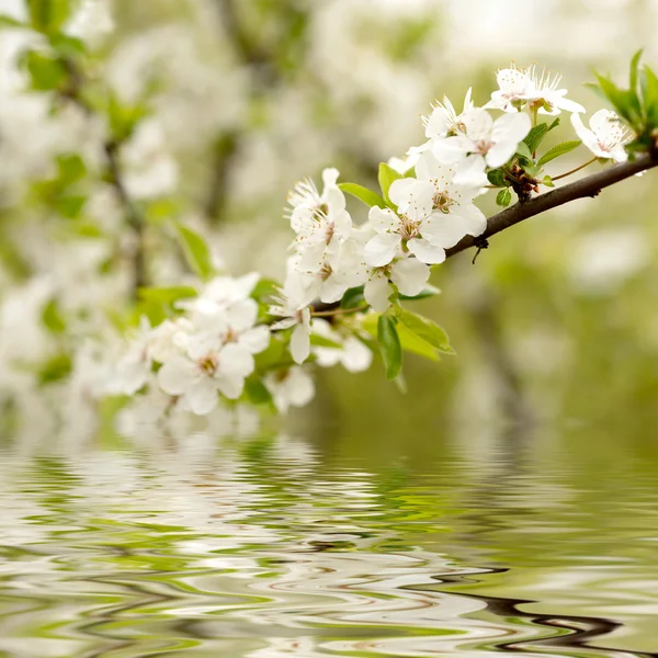Su üzerinde elma çiçeği — Stok fotoğraf