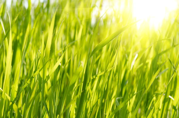 Zelená tráva západ slunce — Stock fotografie