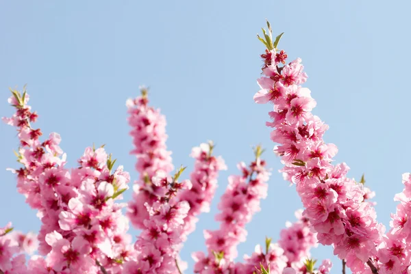 Bahar elma çiçeği üzerinde mavi gökyüzü — Stok fotoğraf