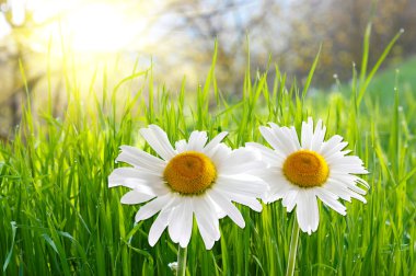 Two daisies on green grass clipart