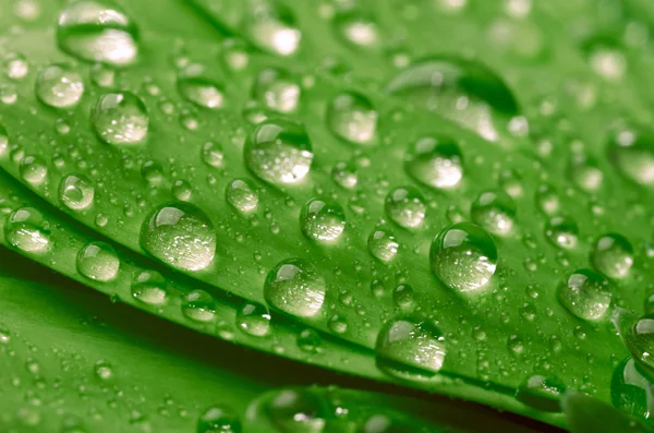 Grönt blad med vattendroppar — Stockfoto