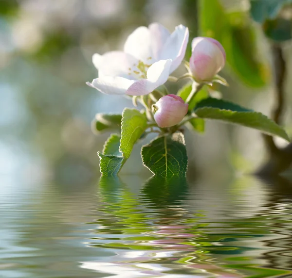 Apple Blossoms — Stock Photo, Image