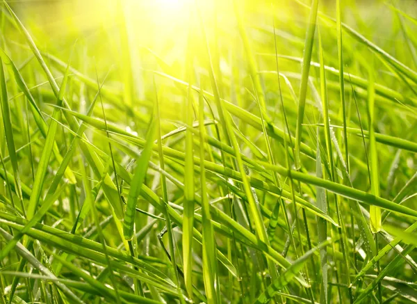 Zelená tráva západ slunce — Stock fotografie