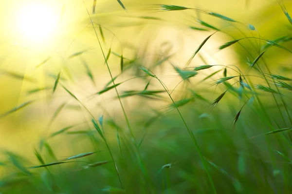 Закат травы — стоковое фото