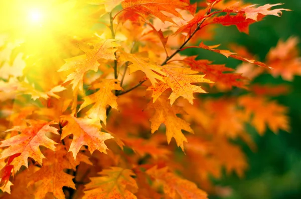 Outono vermelho folhas fundo — Fotografia de Stock