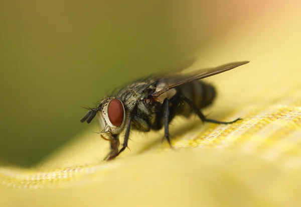 Big eyed macro mosca — Fotografia de Stock