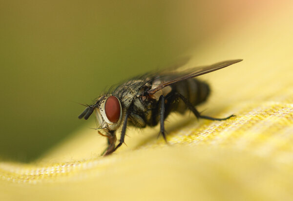 Big eyed fly macro