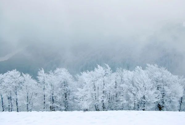 冬景色 ロイヤリティフリーのストック写真