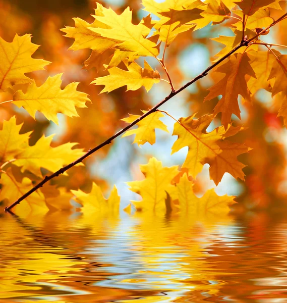 Otoño de arce hojas de fondo — Foto de Stock