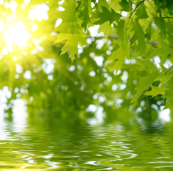 Yeşil yaprakları suda yansıtan — Stok fotoğraf