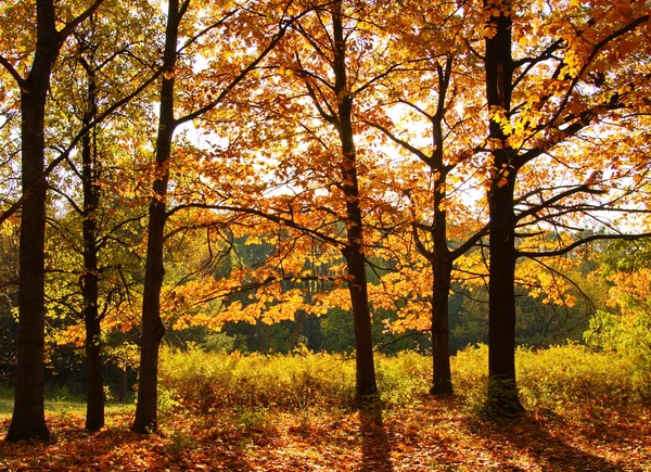 공원의 가을 — 스톡 사진