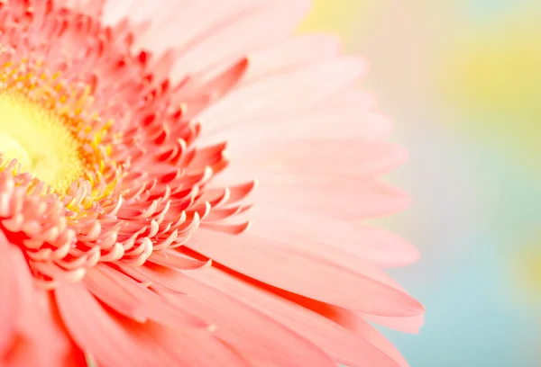 Pembe daisy-gerbera ait closeup fotoğraf — Stok fotoğraf