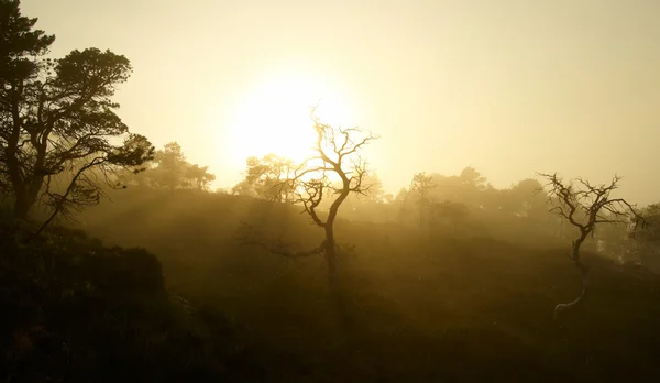 Naplemente a ködös erdő — Stock Fotó
