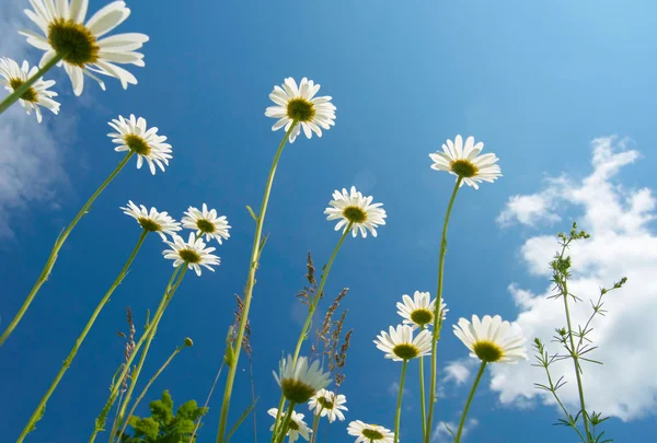 White daisies on blue sky background — Stock Photo, Image