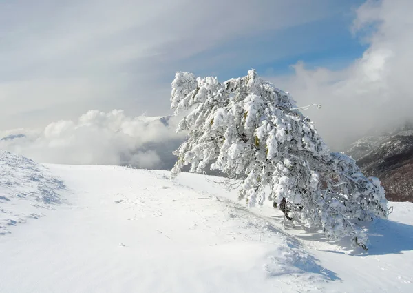 Vinterträd — Stockfoto