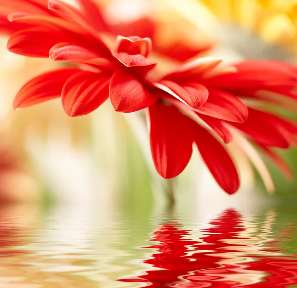 Piros daisy, gerbera, lágy fókusz tükrözve — Stock Fotó