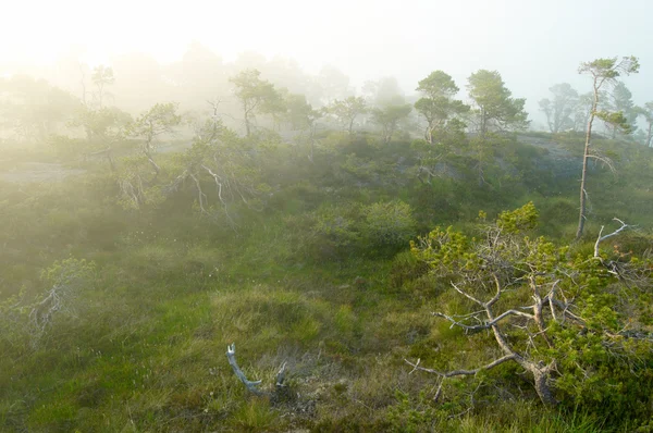 迷雾森林 — 图库照片
