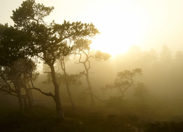 Susnset en el bosque de niebla — Foto de Stock