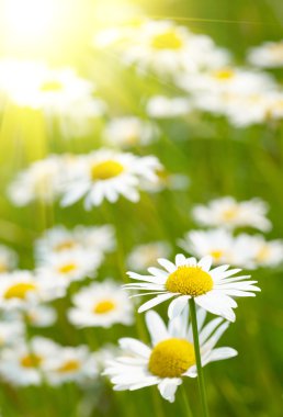 White and yellow daisies clipart