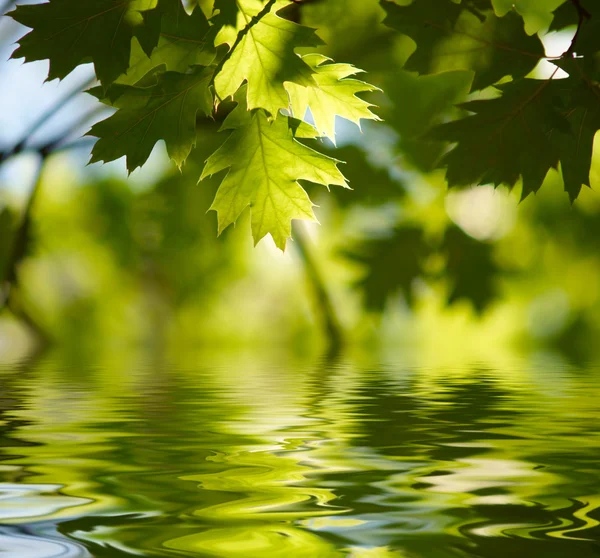 Зелене кленове листя, що відображається у воді — стокове фото