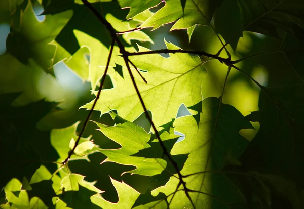 Zöld levelek háttér — Stock Fotó