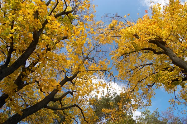 Alberi di autunno — Foto Stock