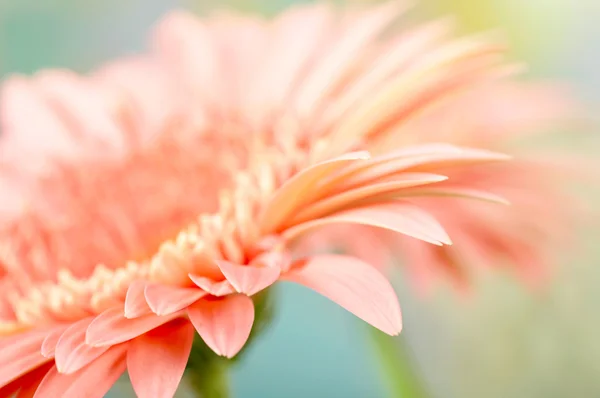 Closeup fotografii růžová gerbera sedmikrásky — Stock fotografie