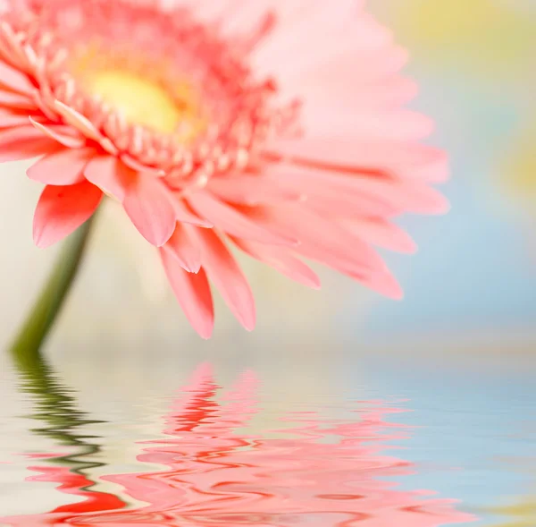 Margarida-gerbera rosa com foco suave refle — Fotografia de Stock