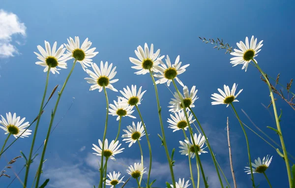 Marguerites blanches sur fond bleu ciel — Photo