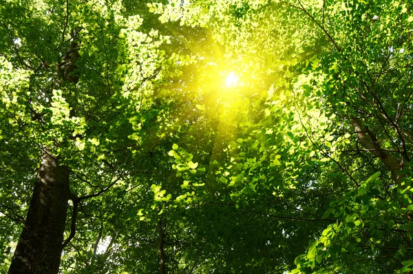 Sun in deep forest background Royalty Free Stock Photos