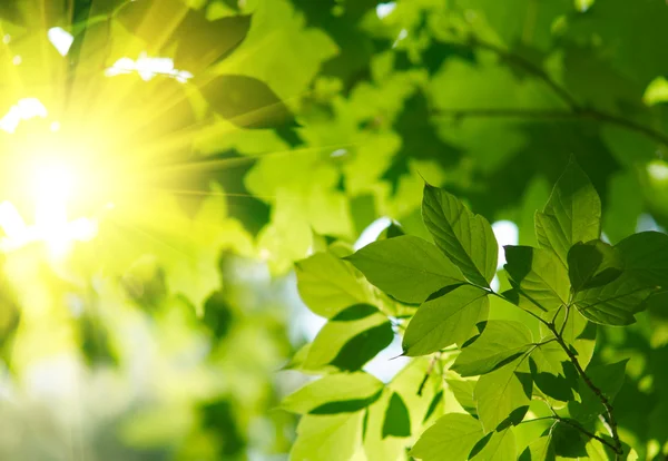 Zelené listy se slunečním paprskem — Stock fotografie