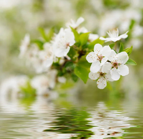 Spring white blossoms — Stock Photo, Image