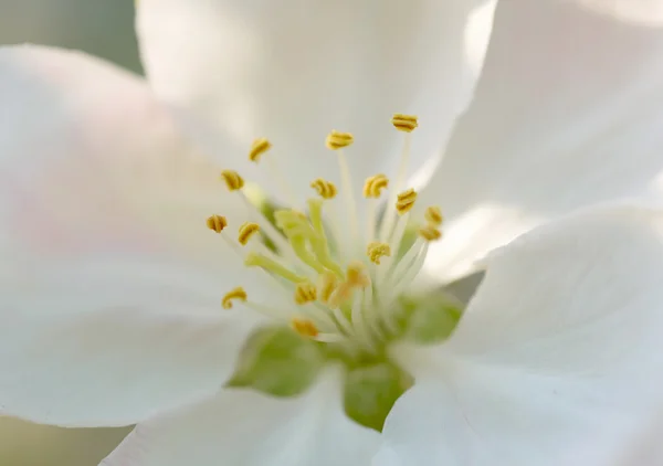 Primavera flor blanca — Foto de Stock