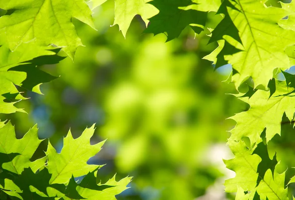 Зеленые кленовые листья — стоковое фото