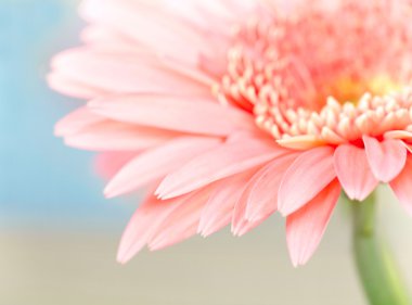 pembe daisy-gerbera ait closeup fotoğraf