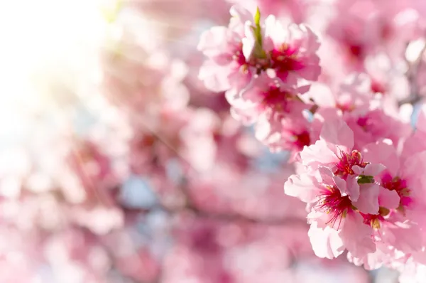 Flores de maçã de primavera — Fotografia de Stock