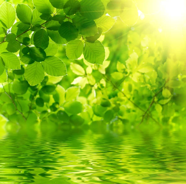 Grüne Blätter mit Sonnenstrahl — Stockfoto