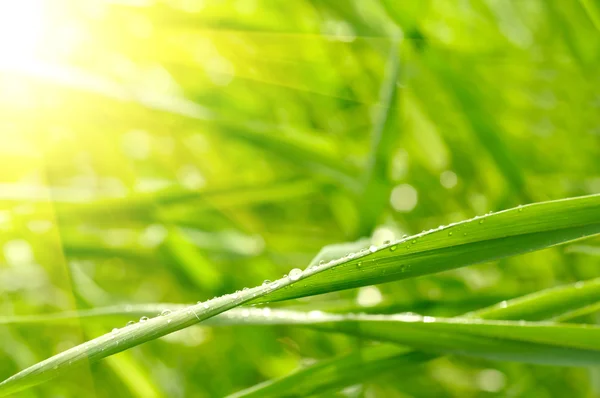 Zelené trávě s pozadím dešťové kapky — Stock fotografie