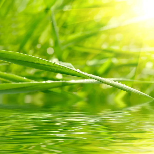 Зеленая трава на фоне дождевых капель — стоковое фото