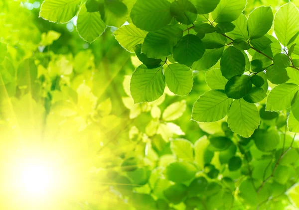 Foglie verdi con raggio di sole — Foto Stock