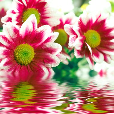 Closeup of pink daisy-gerberas clipart