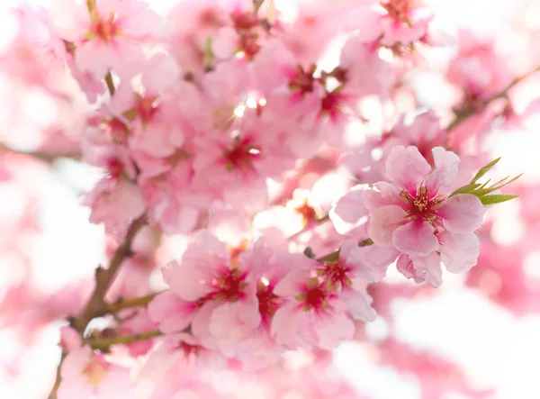 Spring apple blossoms — Stock Photo, Image