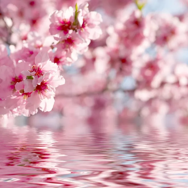 Frühlingsapfelblüten — Stockfoto