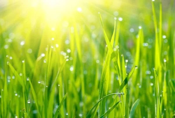 Zelené trávě slunce — Stock fotografie