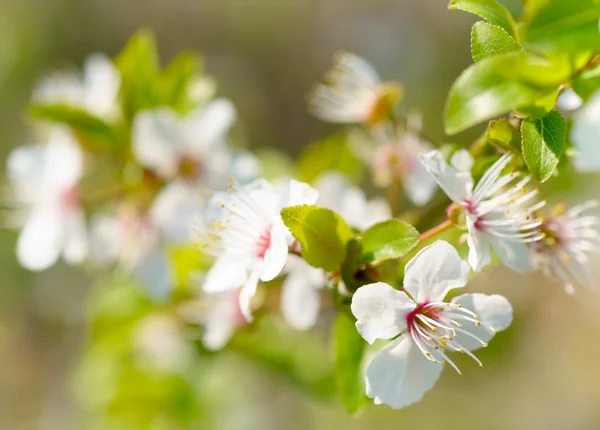 Flores brancas de primavera — Fotografia de Stock
