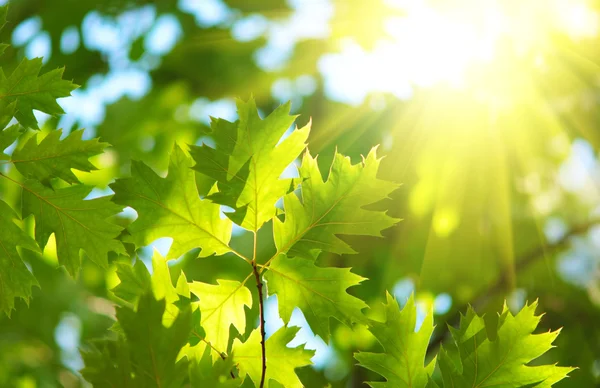 초록빛 단풍나무 잎들 — 스톡 사진